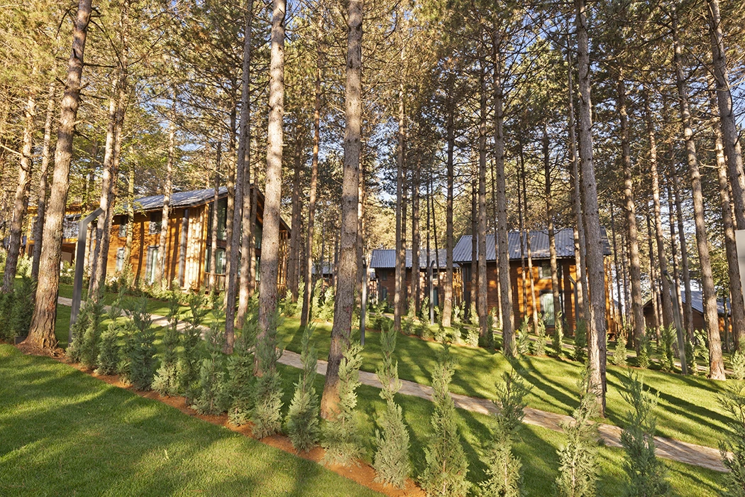 Pine forest at Harmony Village